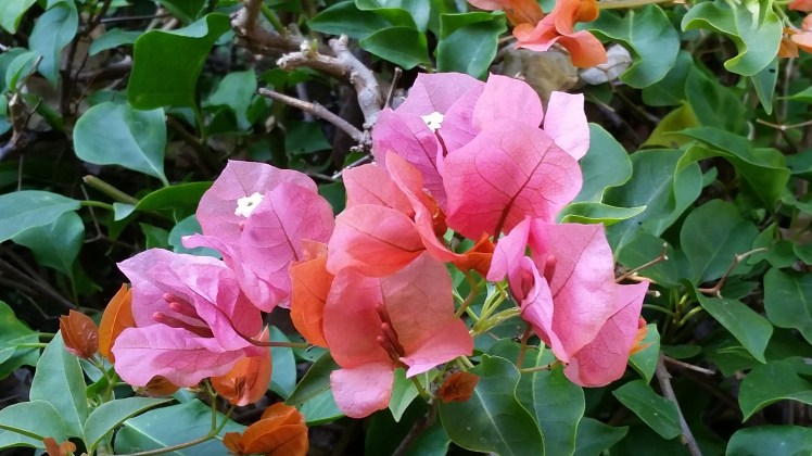 flowers 1 June 5 2016