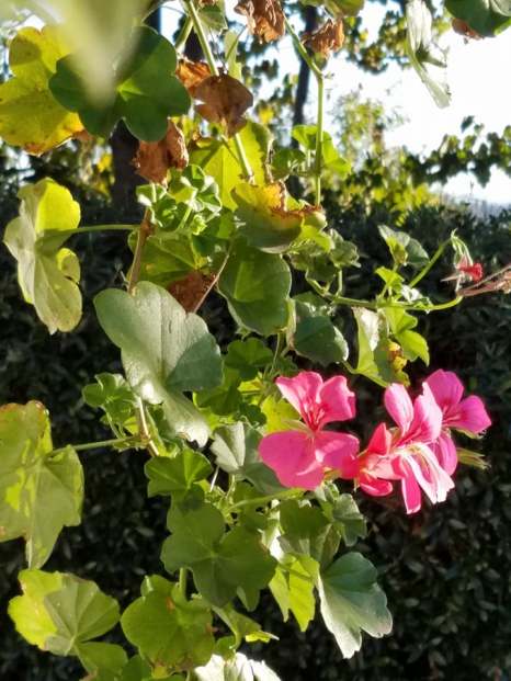 A Rebirth of Exquisite Beauty flowers living and dying