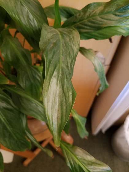 A Rebirth of Exquisite Beauty leaf in the universe and vice versa